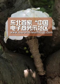 奇异果官网首页