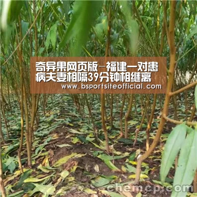 奇异果网页版